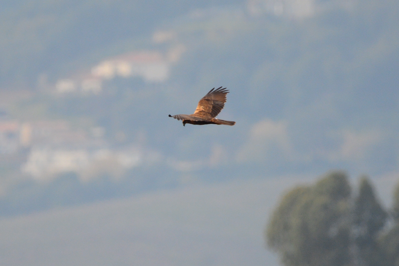 Circus aeruginosus